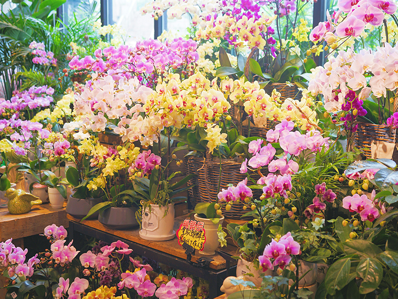 Fresh cut flowers including premium roses, orchids and seasonal flowers