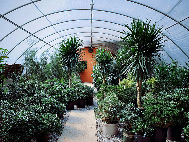 Indoor plants, nursery plants, bonsai trees and succulents collection